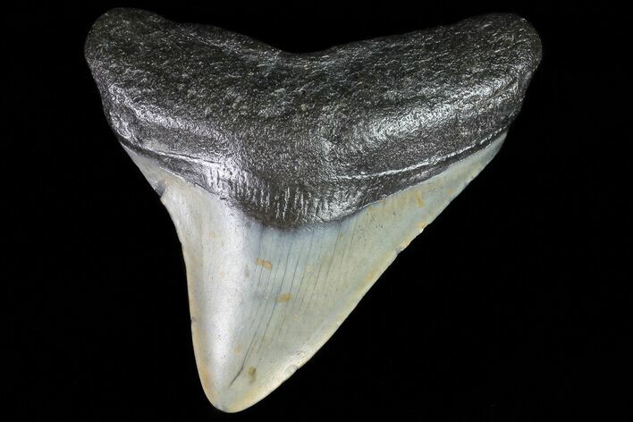 Fossil Megalodon Tooth - North Carolina #80838